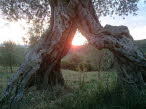 Olivenbaum_Sonne